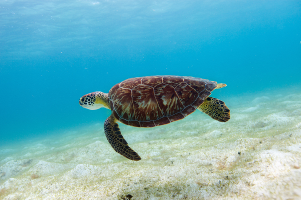 hawksbill sea turtle