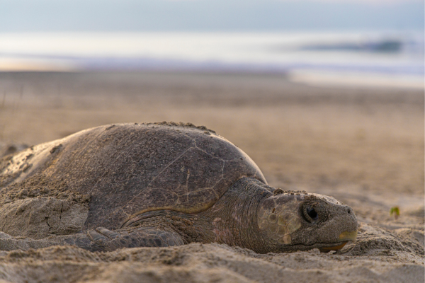 kemp's ridley sea turtle