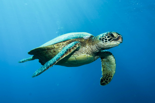 green sea turtle