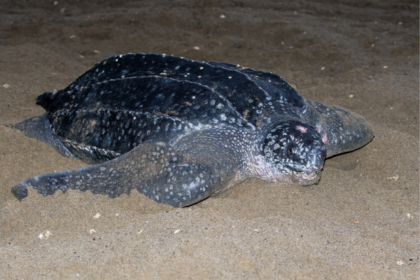 leatherback sea turtle