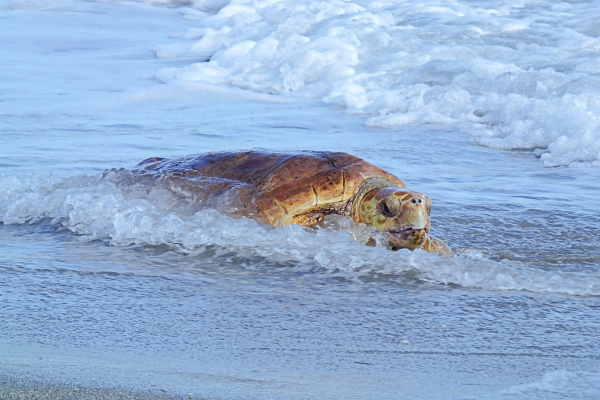 loggerhead sea turtle