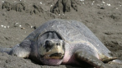 Kemp's Ridley Sea Turtle | Williamson Realty Vacations Ocean Isle Beach Rentals